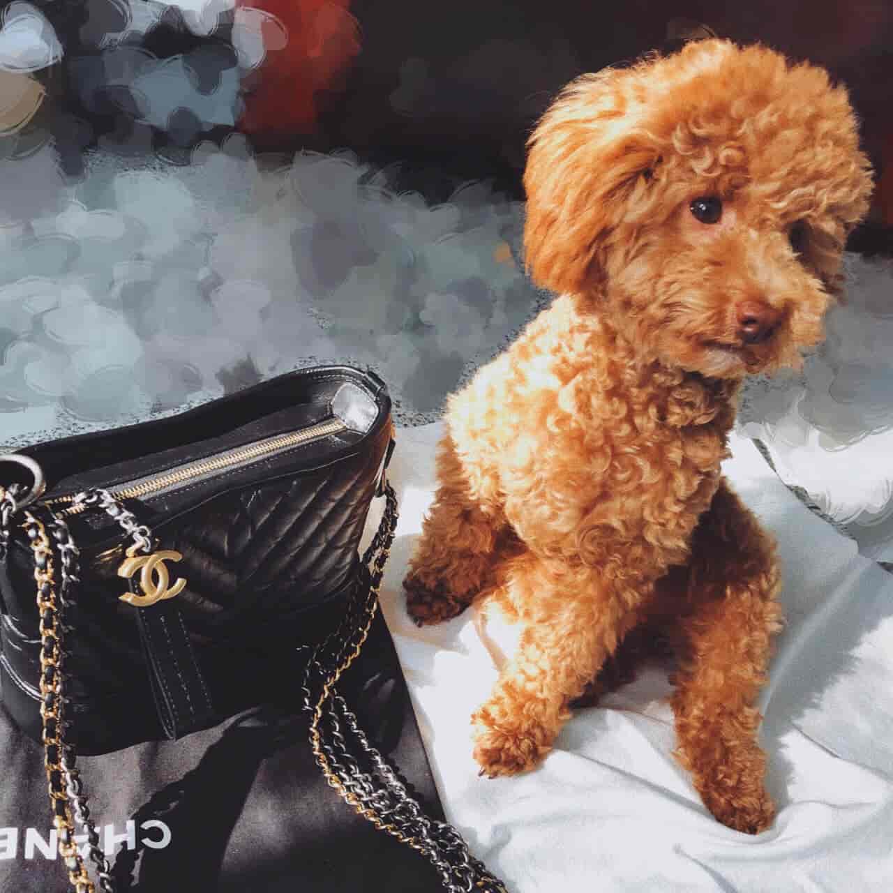 ?香奈儿Chanel 18秋冬新款 V纹 GABRIELLE 小号流浪包 ?